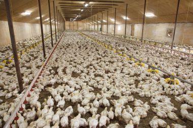 Civcivler tavuk çiftliğinde