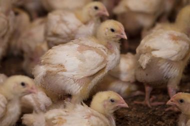 bir tavuk çiftliğinde küçük kızlar