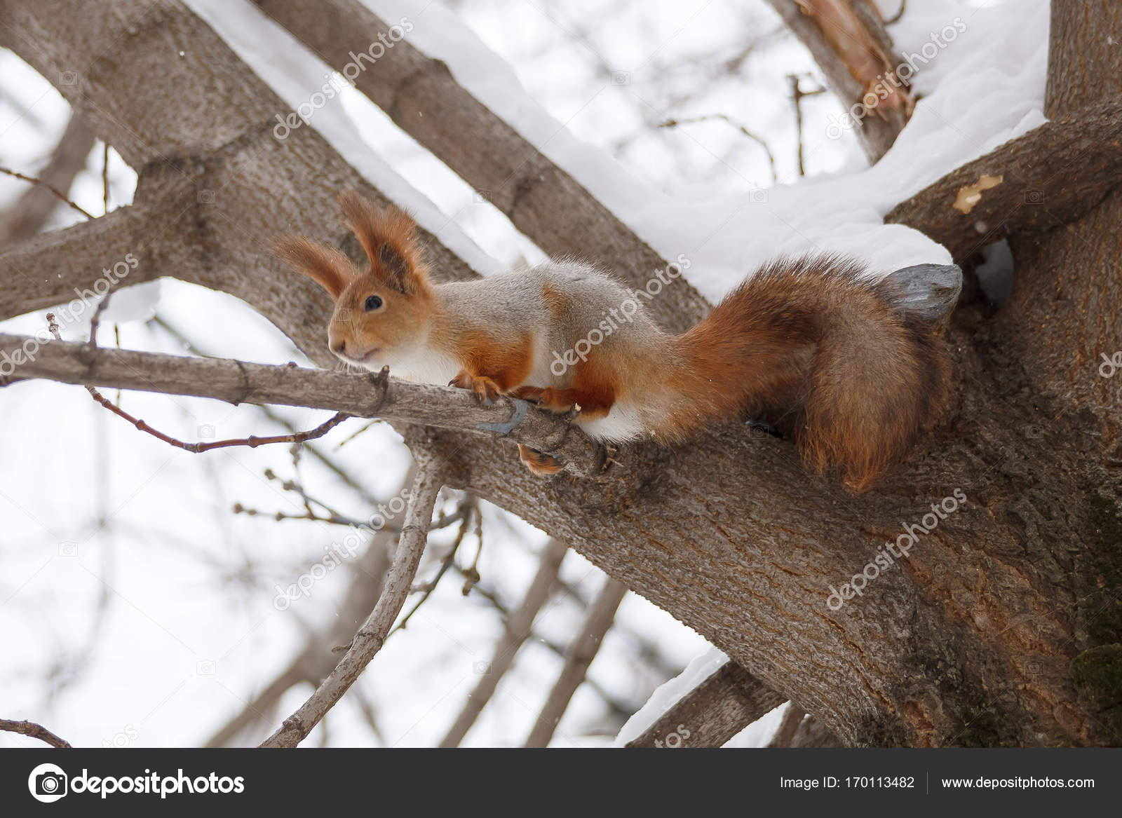 リスの冬 ストック写真 C Ksubogdanova