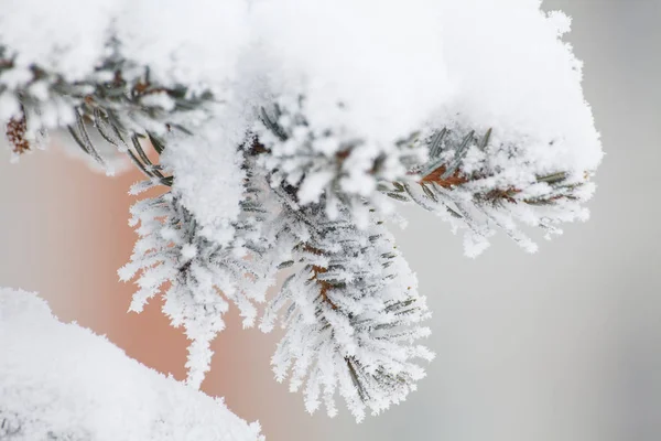 Brunches de abeto en la nieve —  Fotos de Stock