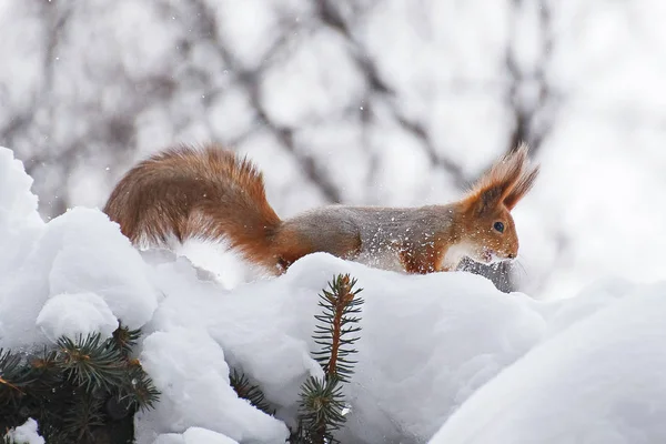 Ardilla en invierno —  Fotos de Stock