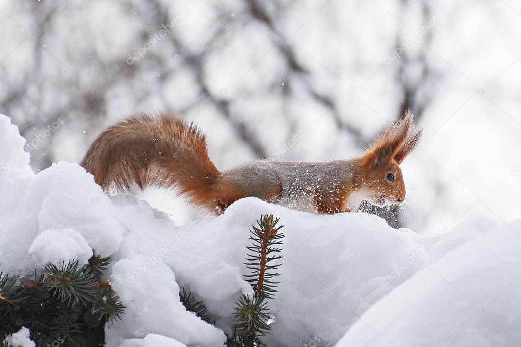 Squirrel in Winter