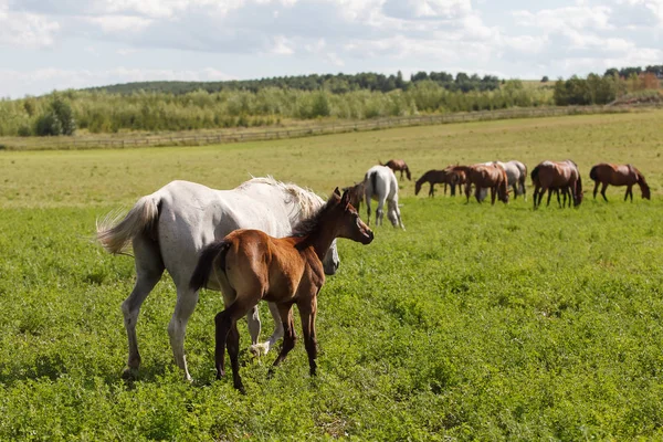 Konie na zielone pola / Mare i jej źrebak — Zdjęcie stockowe
