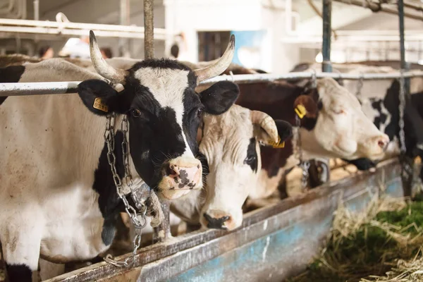Caws satır, biyo çiftlikte ıslahı