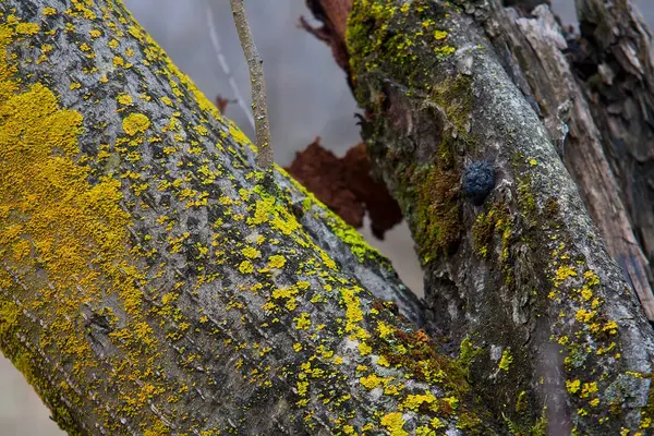 Vecchio albero con muschio — Foto Stock