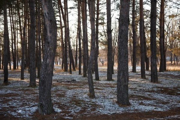 Sonbahar sis ormandaki ilk kar