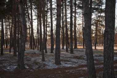 Sonbahar sis ormandaki ilk kar