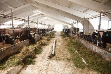 Caws satır, biyo çiftlikte ıslahı