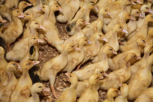 Pequenos patinhos amarelos na fazenda — Fotografia de Stock