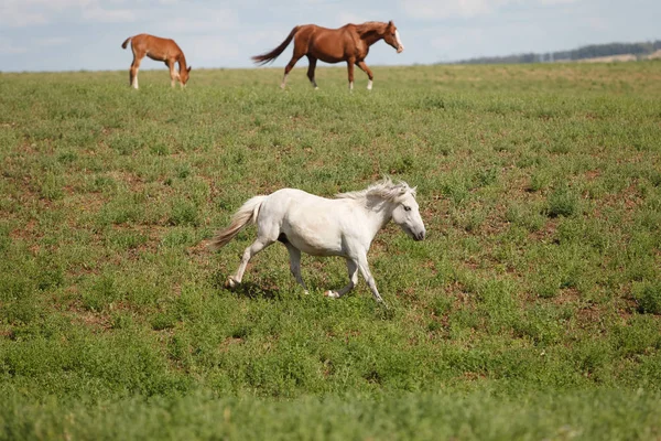 Chevaux sur un champ vert — Photo