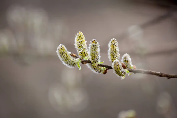 開花柳尾状花序の美しい背景 — ストック写真