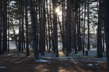 Sonbahar sis ormandaki ilk kar