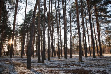 Sonbahar sis ormandaki ilk kar
