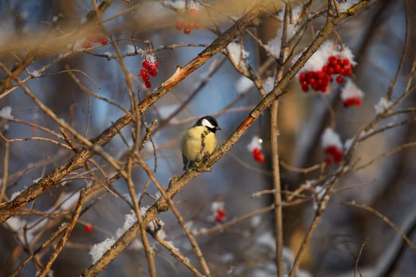 Un petit oiseau mésange assis sur une branche de frêne de montagne — Photo
