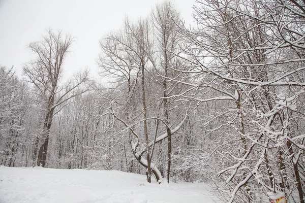 Bellissimo paesaggio forestale invernale, alberi coperti di neve — Foto Stock