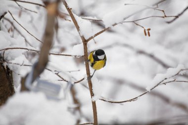 Ağacın dalında oturan küçük bir kuş.