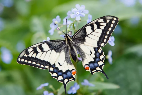 Butterfly swallowtail — Stock Photo, Image