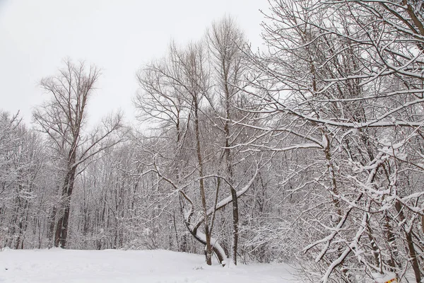 아름 다운 겨울 숲 풍경, 나무 덮여 눈 — 스톡 사진