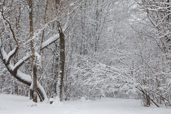 Bellissimo paesaggio forestale invernale, alberi coperti di neve — Foto Stock