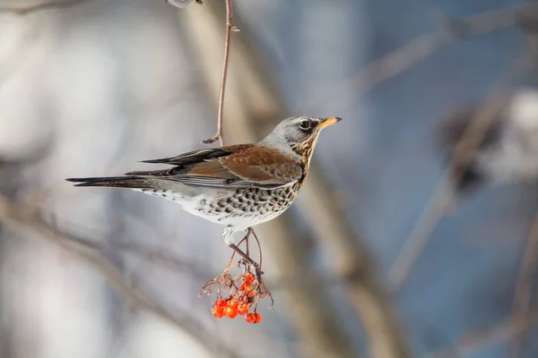 Fieldfare. Turdus pilaris