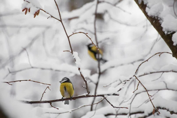 Un petit oiseau mésange assis sur une branche — Photo