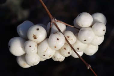 Kar çilekleri (Symphoricarpos Albus). Bahçe işleri, bitkiler.