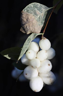 Kar çilekleri (Symphoricarpos Albus). Bahçe işleri, bitkiler.