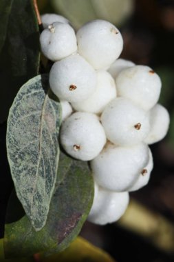 Kar çilekleri (Symphoricarpos Albus). Bahçe işleri, bitkiler.