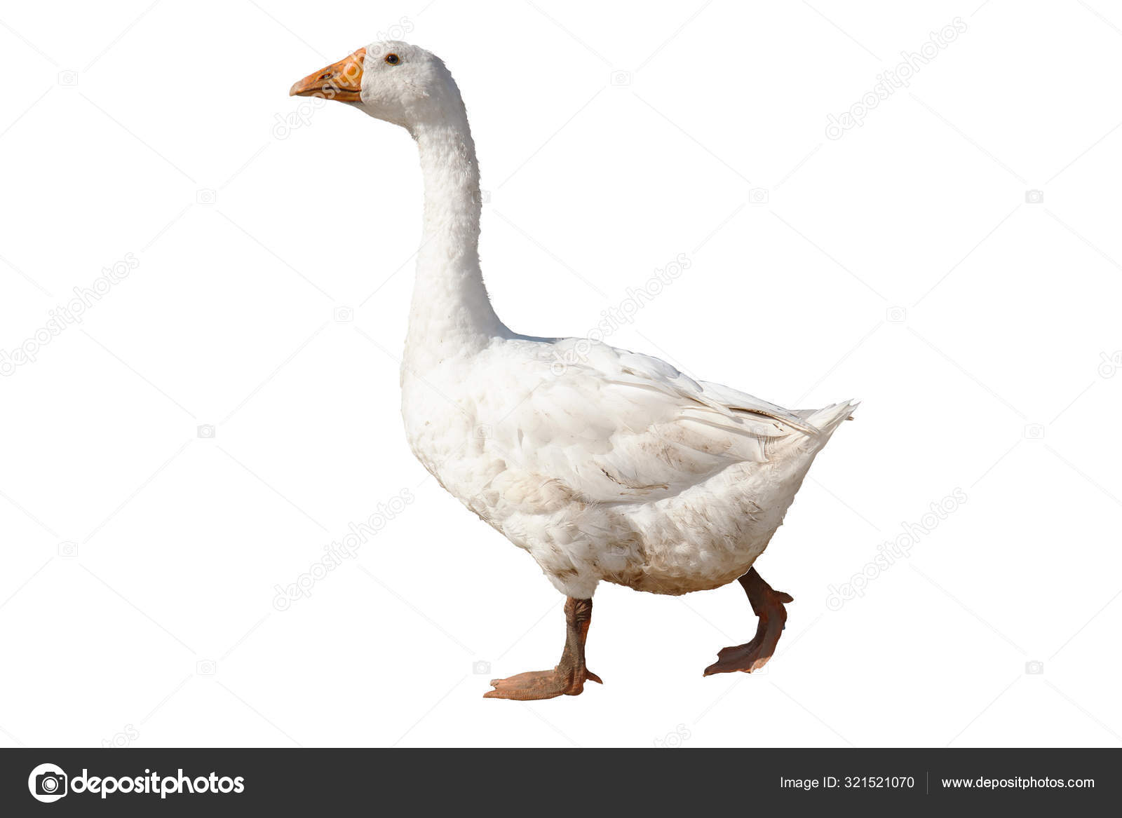 Goose Isolated White Background — Stock Photo © ksubogdanova #321521070