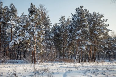 Karların altında çam ağacı. kış ormanı