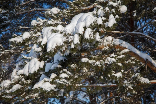 Κλαδί Του Πεύκου Κάτω Από Χιόνι — Φωτογραφία Αρχείου