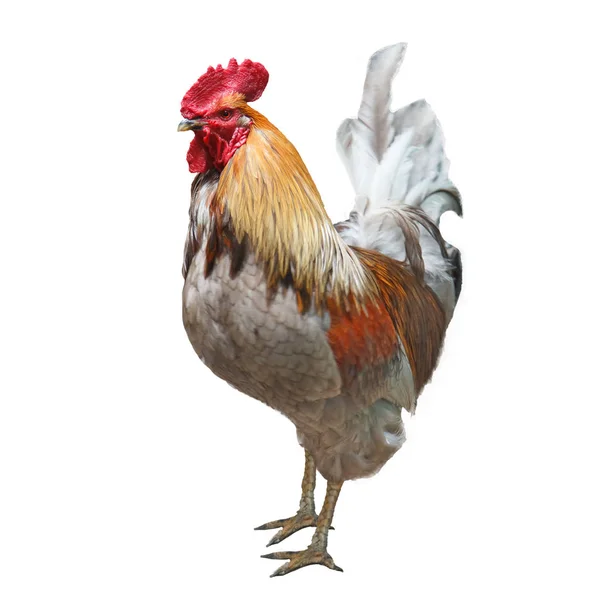 Healthy Rooster Isolated White — 图库照片