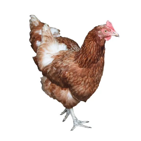 Purebred Brown Chicken Hen Isolated White Background — 图库照片