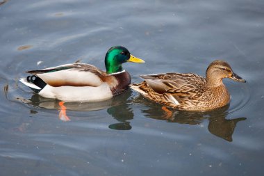 Mallard Drake ve Duck çifti gölette yüzüyorlar. The Mallard veya Wild Duck (Anas platyrhynchos)