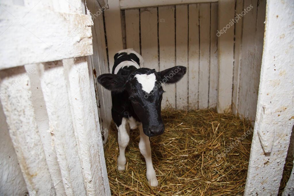 Young calf breed in a stall for calves with straw