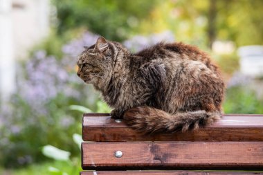 Bir sokak kedisi bankın arkasında oturuyor.