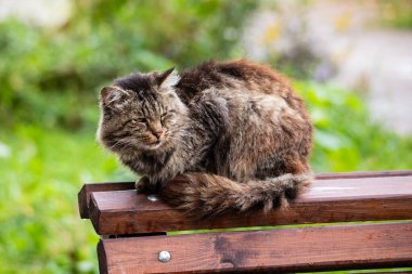 Bir sokak kedisi bankın arkasında oturuyor.