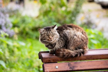 Bir sokak kedisi bankın arkasında oturuyor.