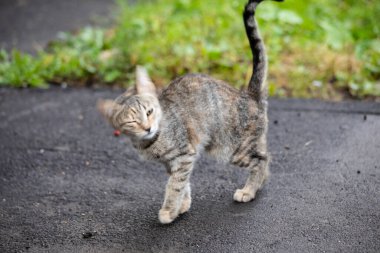 Hasta ve zavallı evsiz kedi.