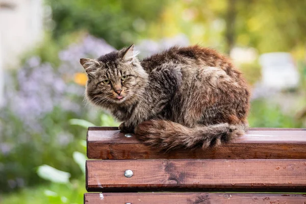 Bir sokak kedisi bankın arkasında oturuyor.