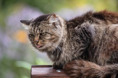 Bir sokak kedisi bankın arkasında oturuyor.
