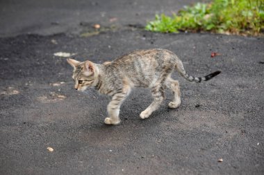 Hasta ve zavallı evsiz kedi.