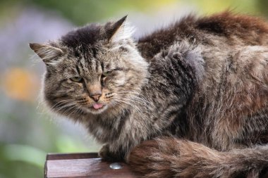 Bir sokak kedisi bankın arkasında oturuyor.