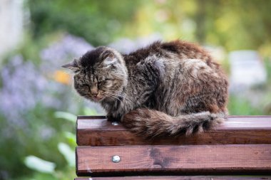 Bir sokak kedisi bankın arkasında oturuyor.