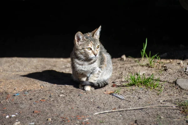 Бродячая Кошка Сидит Задней Лавочке — стоковое фото
