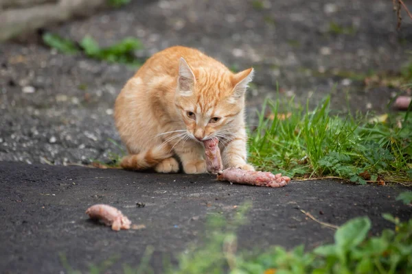 Feeding Homeless Red Kitten Taking Responsibility Welfare Cats Including Responsibility — Stock Photo, Image