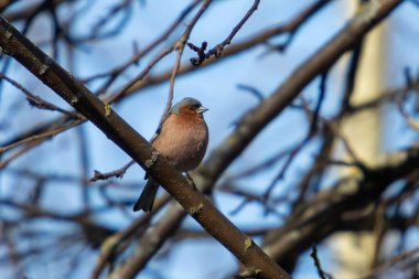 Chaffinch (Fringilla coelebs) Avrupa 'da Asya' dan Sibirya 'ya kadar çoğalır.