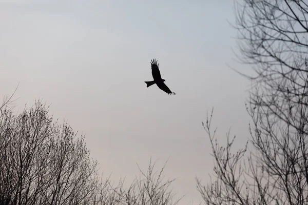 Raptor Bird Prey Hawk Silhouette Sunset — Stock Photo, Image