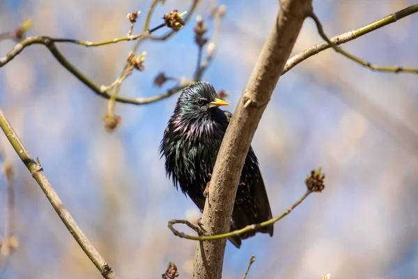 Common Starling Bird Spring Breeding Plumage Sturnus Vulgaris — Stock Photo, Image