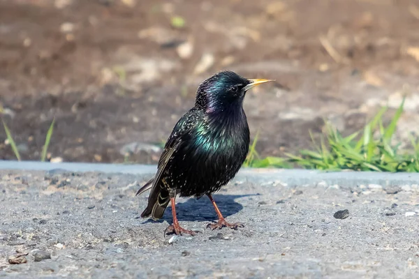 Common Starling Bird Spring Breeding Plumage Sturnus Vulgaris — Stock Photo, Image